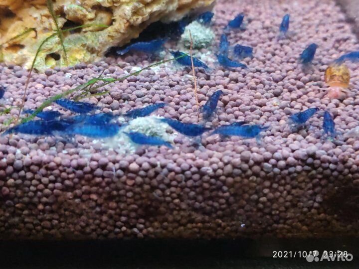 Креветки Синяя Мечта Блю Дрим и другие в аквариум