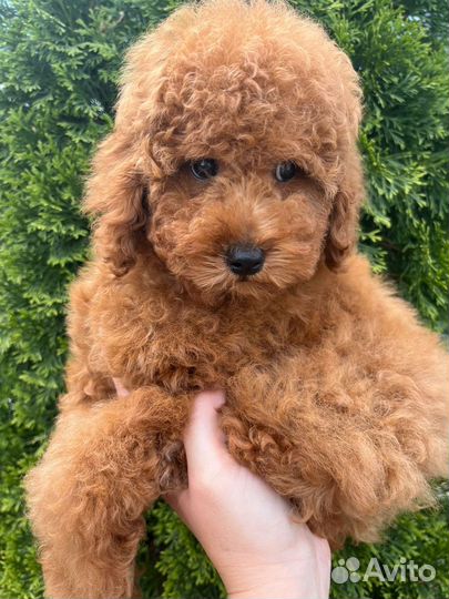 Карликовый пудель