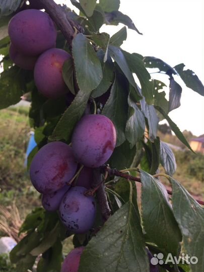 Саженцы сливы