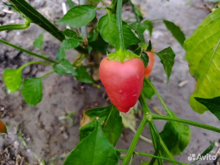 Куст острого перца