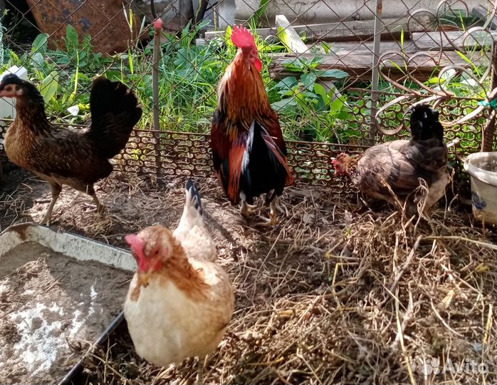 Петушки и курочки бентамки