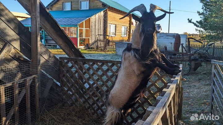 Продаётся козёл