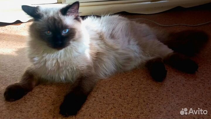 Невский маскарадный кот на вязку