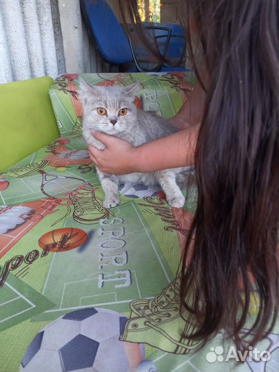 Британская