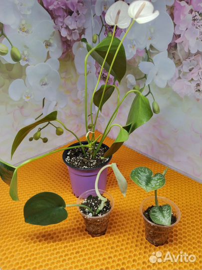 Комнатные растения