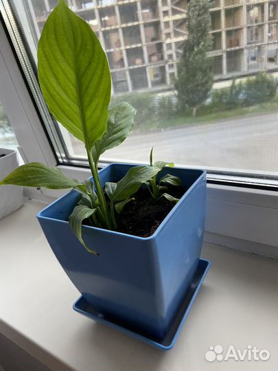 Спатифиллум