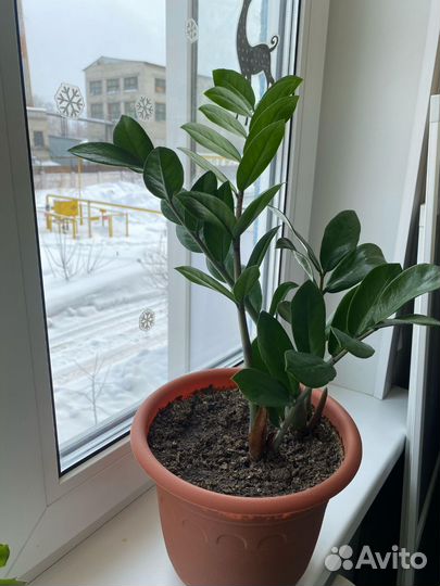 Замиокулькас