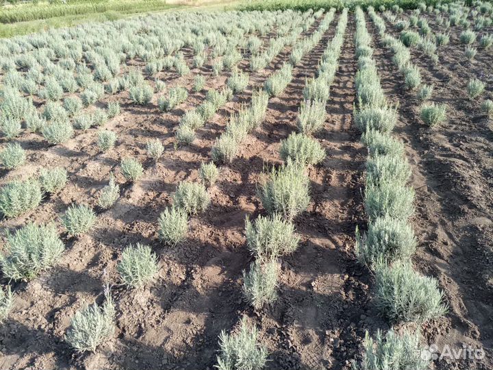 Лаванда и другие многолетние