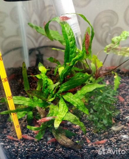 Креветки Вишня