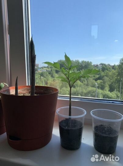 Китайский зонтик