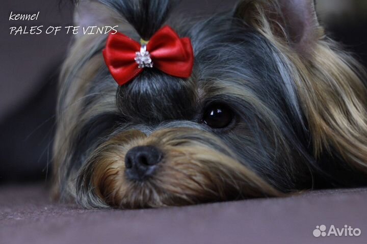 Йоркширский терьер