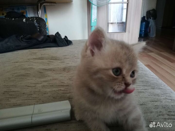 Британский Котенок