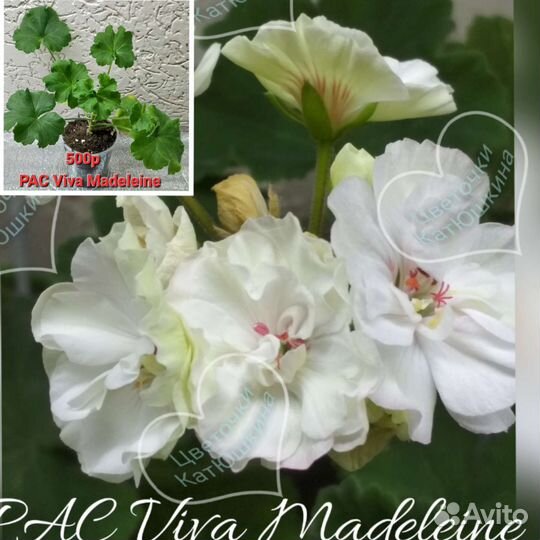 Пеларгония герань сортовая