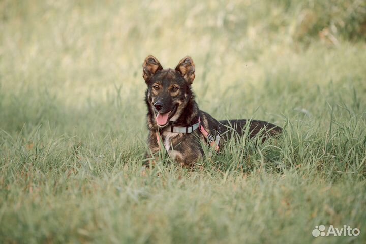 Собака милашка хочет домой