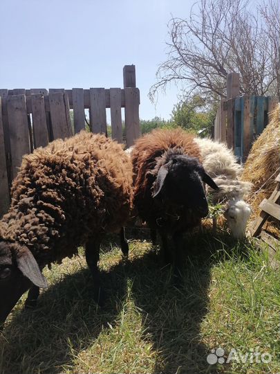 Баран дорпер 75% и 3 ярки