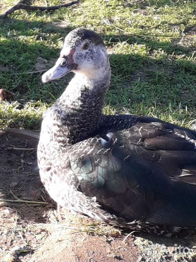 Индоутята, мускусные утки