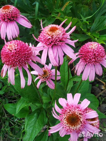 Семена многолетников садовых