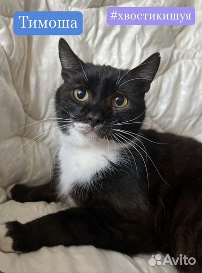 Кот в добрве руки