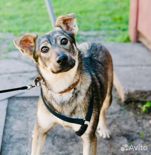 Щенок подросток (9 мес)в добрые руки