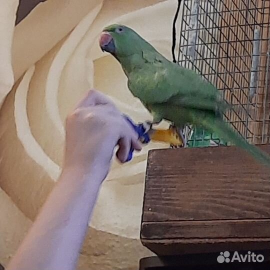 Ожереловый попугай птенцы