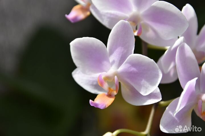 Орхидея фаленопсис