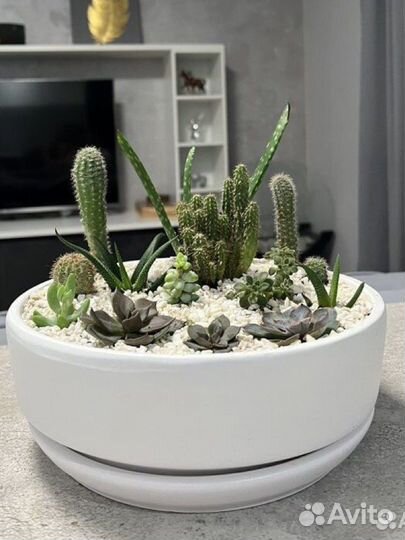 Флорариум суккуленты и кактусы