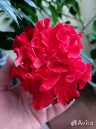 Гибискус махровый красный, зацветает