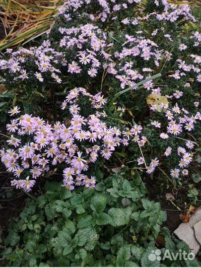 Астра кустовая сентябринка