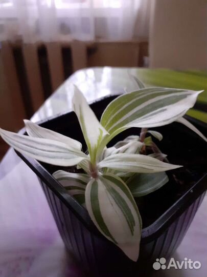 Хлорофитум