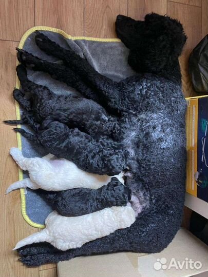 Королевский большой пудель приглашает на вязку