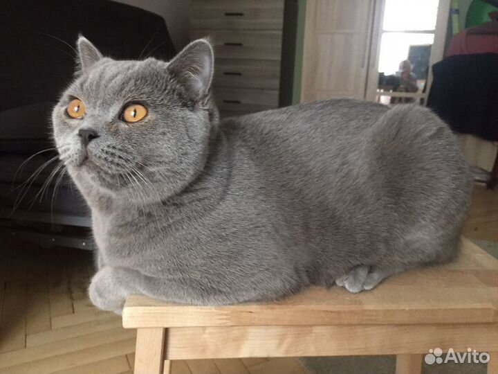 Британец вязка