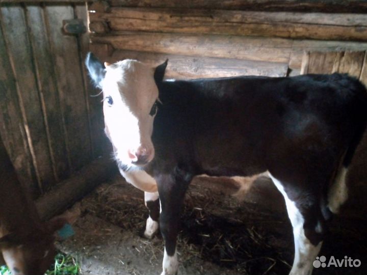 Телята бычки