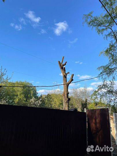 Расчитска участков,удаление спил деревьев