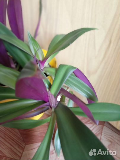 Комнатные цветы фуксия и другие