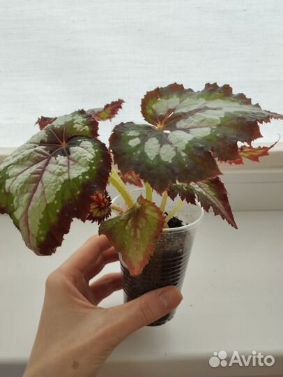 Бегония молодые ростки