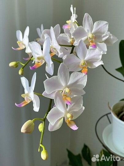 Хатуюки редкий сорт