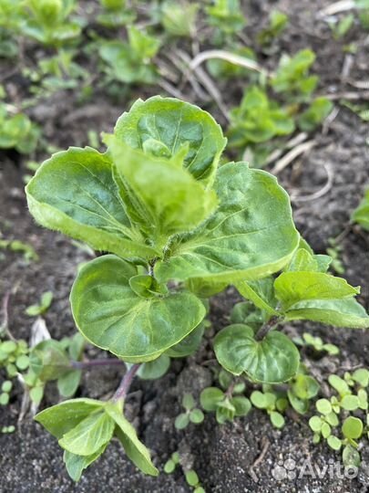 Садовая мята