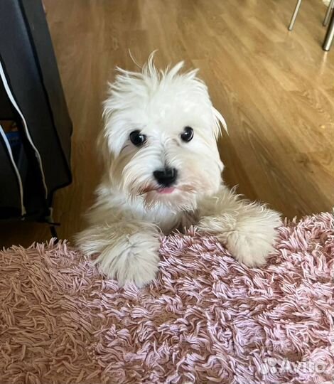 Передержка питомцев