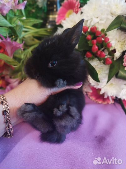 Карликовые мини кролики напрямую от заводчика