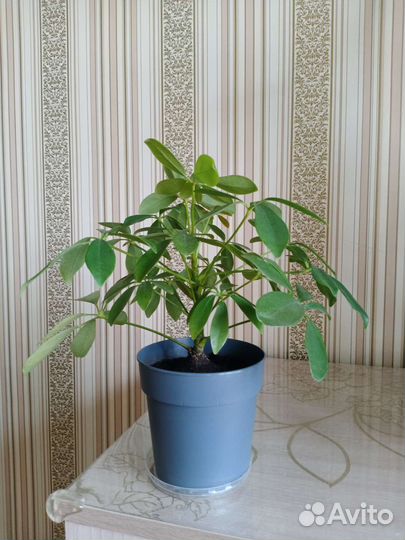 Комнатные цветы