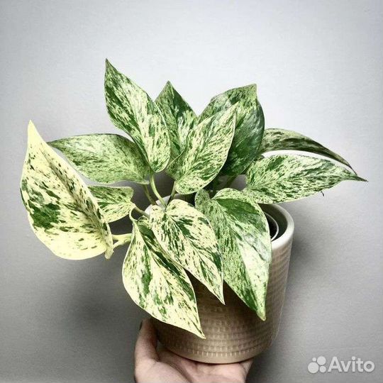 Эпипремнум Марбл Квин