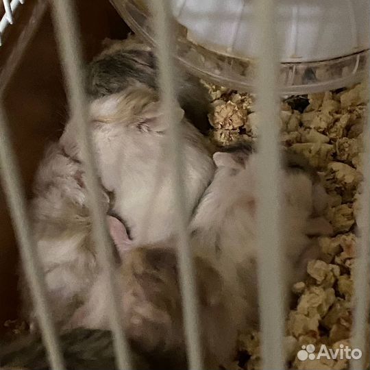 Хомяки джунгарики