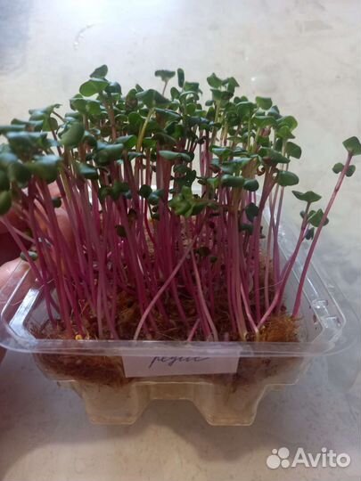 Выращивание микрозелени