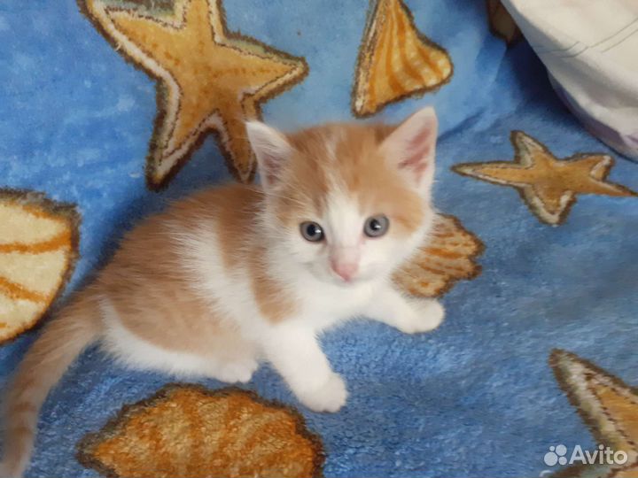 Кошка в дар бесплатно