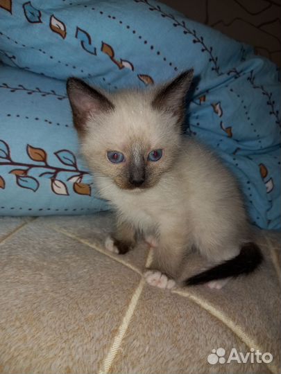 Котенок (мальчик) в добрые руки