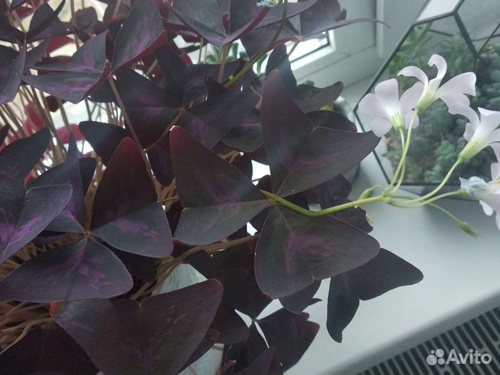 Кислица оксалис