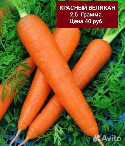 Семена Моркови