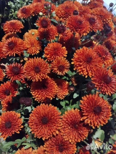 Рассада цветы