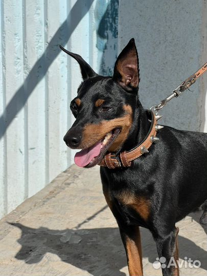 Цвергпинчер вязка