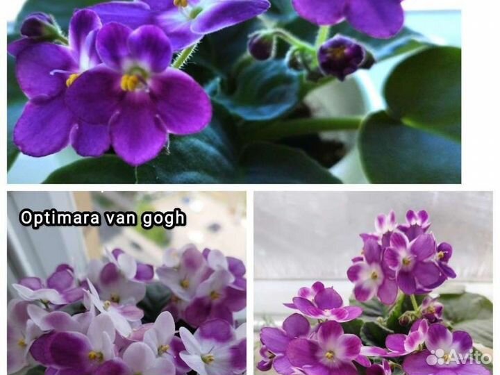 Фиалка детки